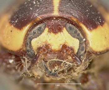Media type: image; Entomology 8828   Aspect: head frontal view